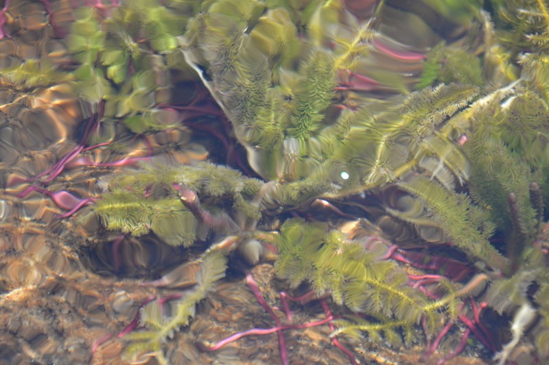 Hydrostachys fimbriata photo 3