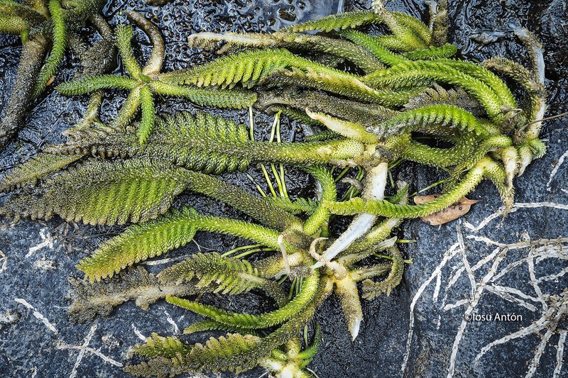 Hydrostachys imbricata photo 3
