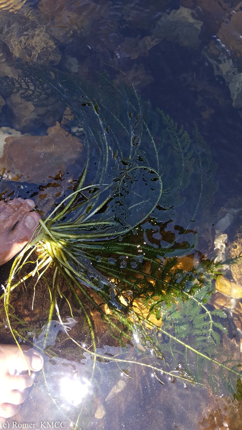 Hydrostachys imbricata photo 4