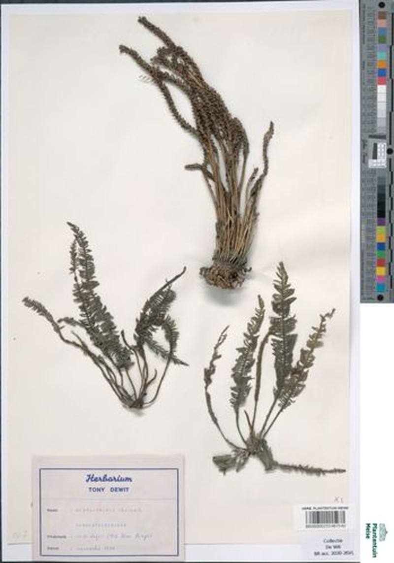 Hydrostachys insignis