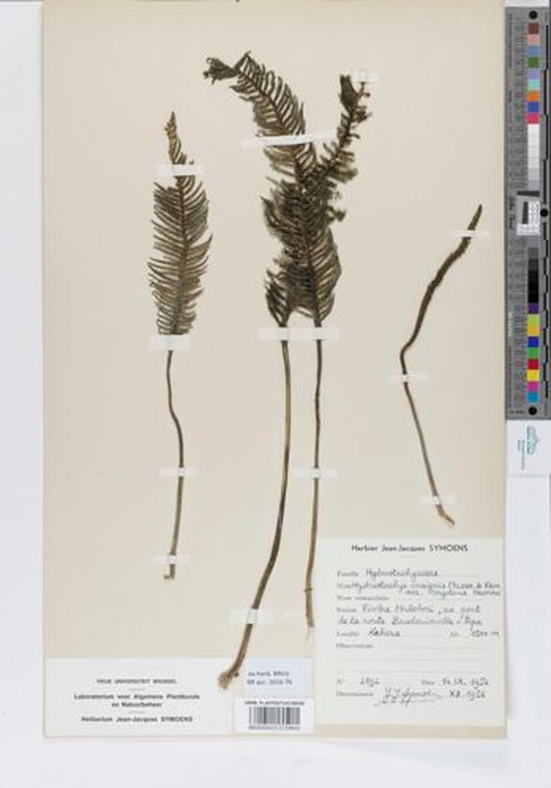 Hydrostachys insignis photo 3