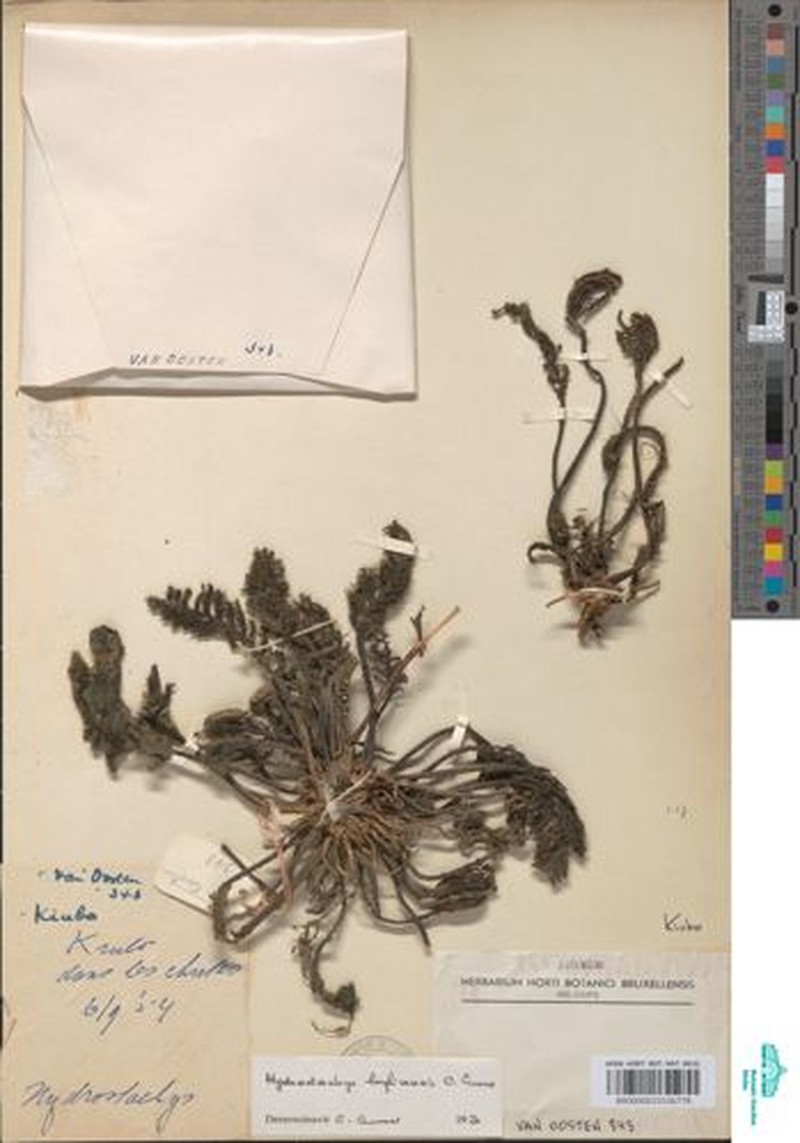 Hydrostachys lufirensis photo 3