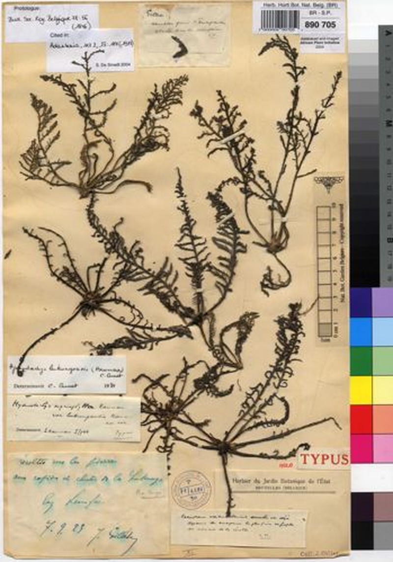 Hydrostachys lukungensis