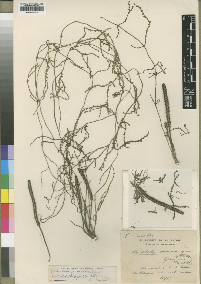 Hydrostachys monoicus