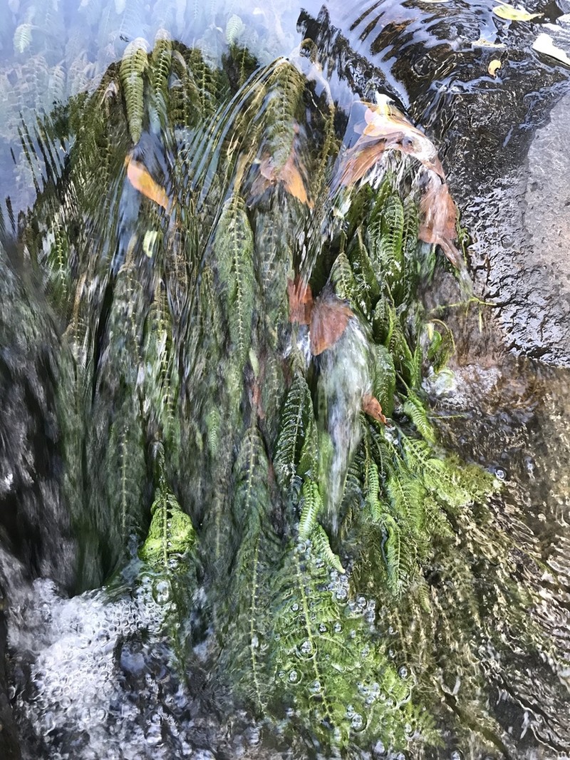Hydrostachys multifida photo 2