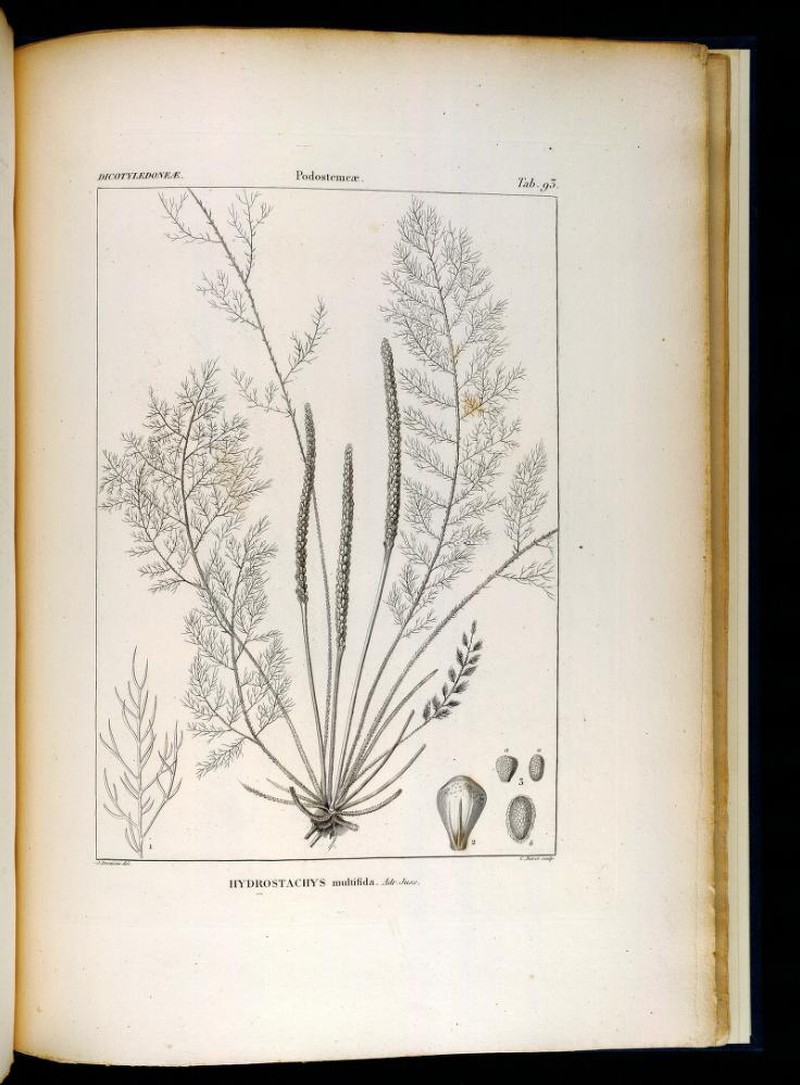Hydrostachys multifida