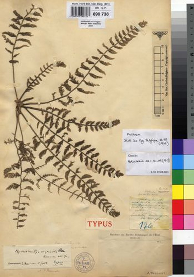 Hydrostachys myriophylla