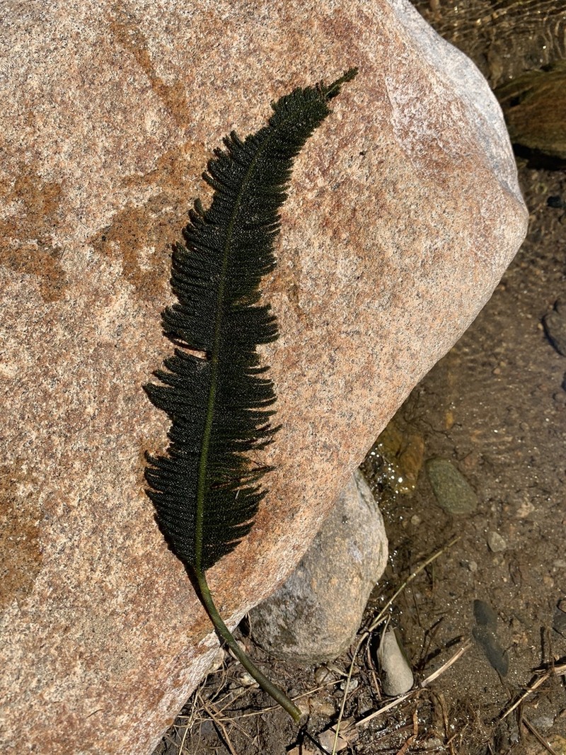 Hydrostachys plumosa photo 3