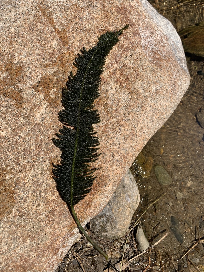 Hydrostachys plumosa photo 4