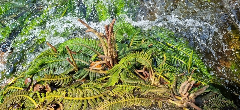 Hydrostachys polymorpha