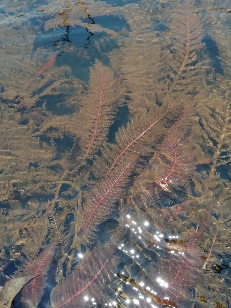 Hydrostachys polymorpha photo 2