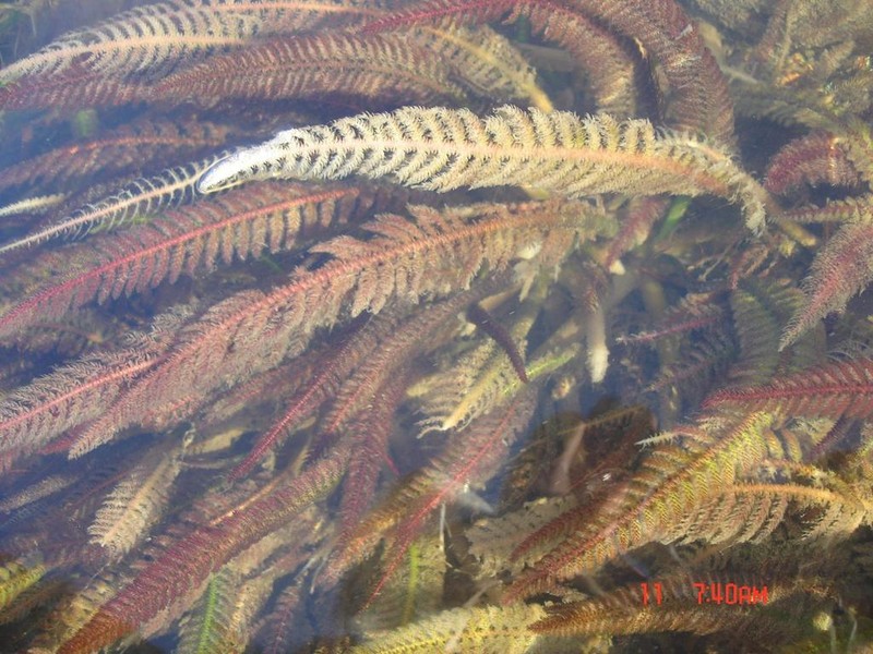 Hydrostachys polymorpha photo 3