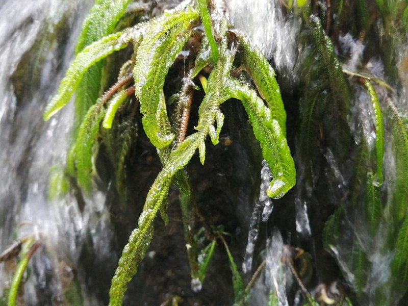 Hydrostachys polymorpha photo 4