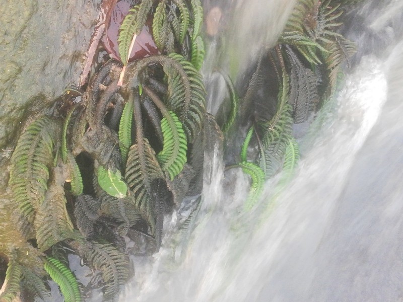 Hydrostachys polymorpha photo 5