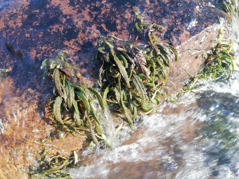 Hydrostachys polymorpha photo 7