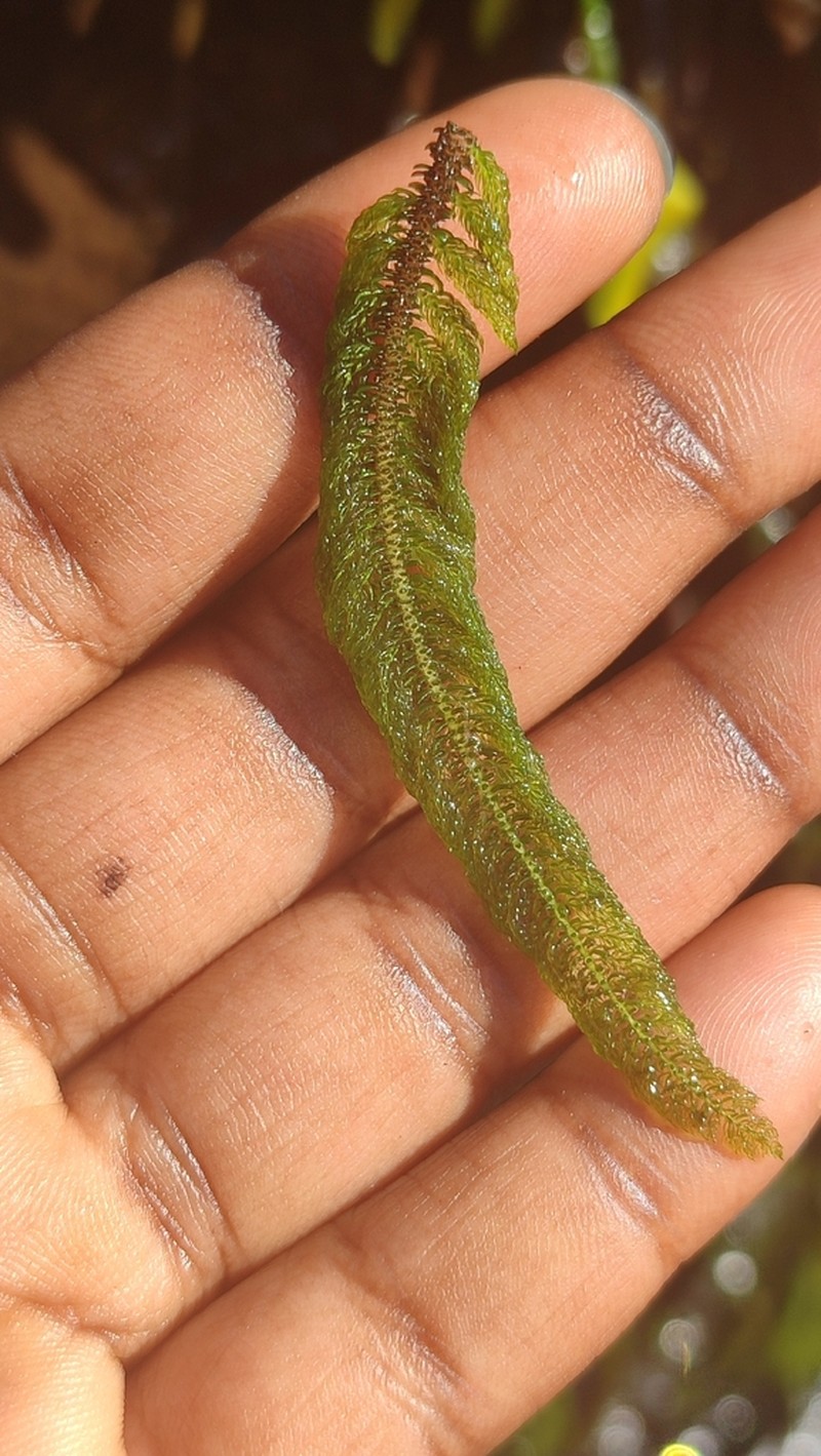 Hydrostachys polymorpha photo 8