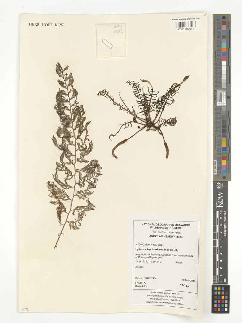 Hydrostachys triaxialis