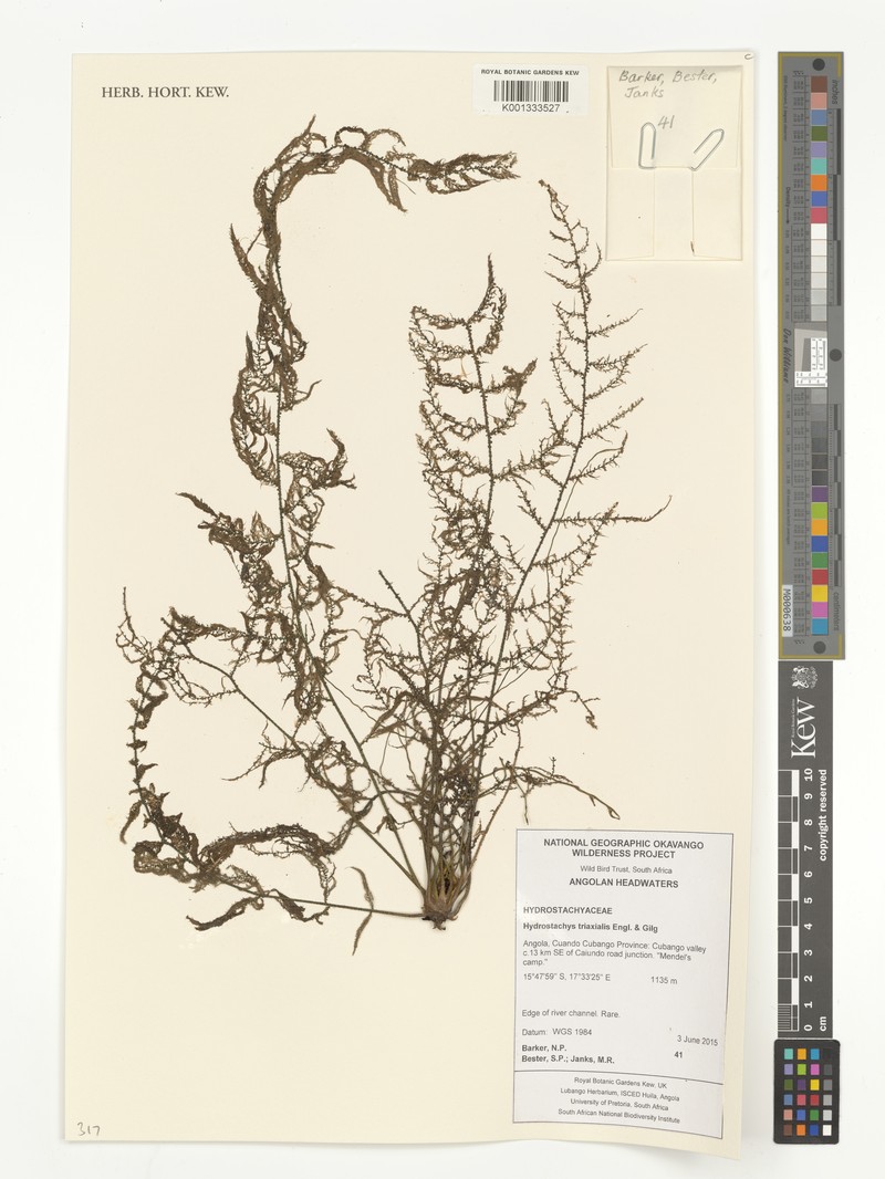 Hydrostachys triaxialis photo 2