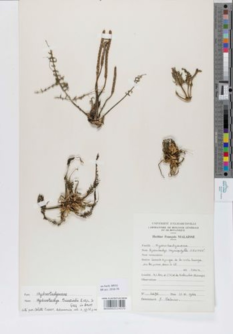 Hydrostachys triaxialis photo 3