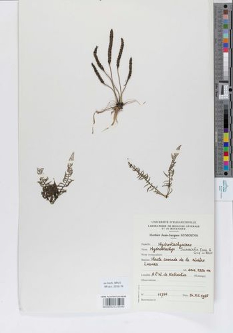 Hydrostachys triaxialis photo 4