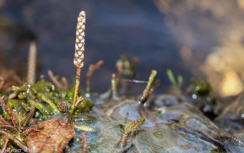 Hydrostachys verruculosa photo 2