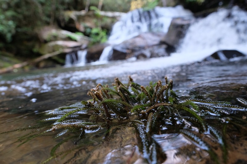 Hydrostachys verruculosa photo 4
