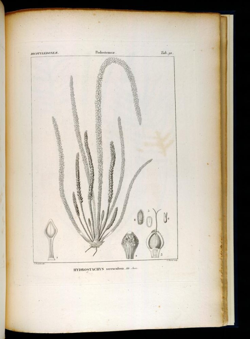 Hydrostachys verruculosa