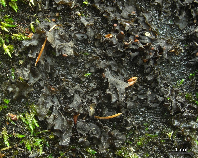 Hydrothyria Lichen