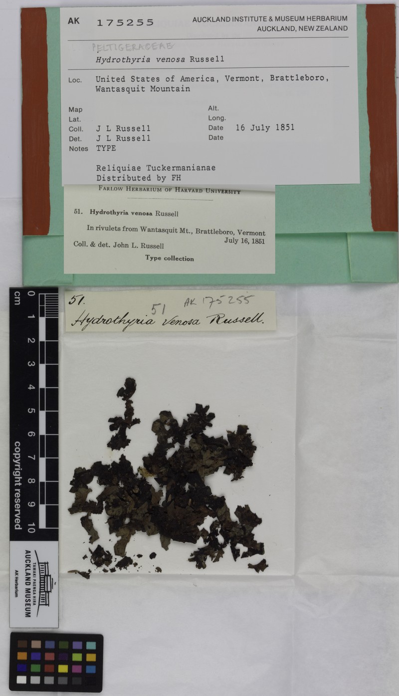 Hydrothyria Lichen photo 2