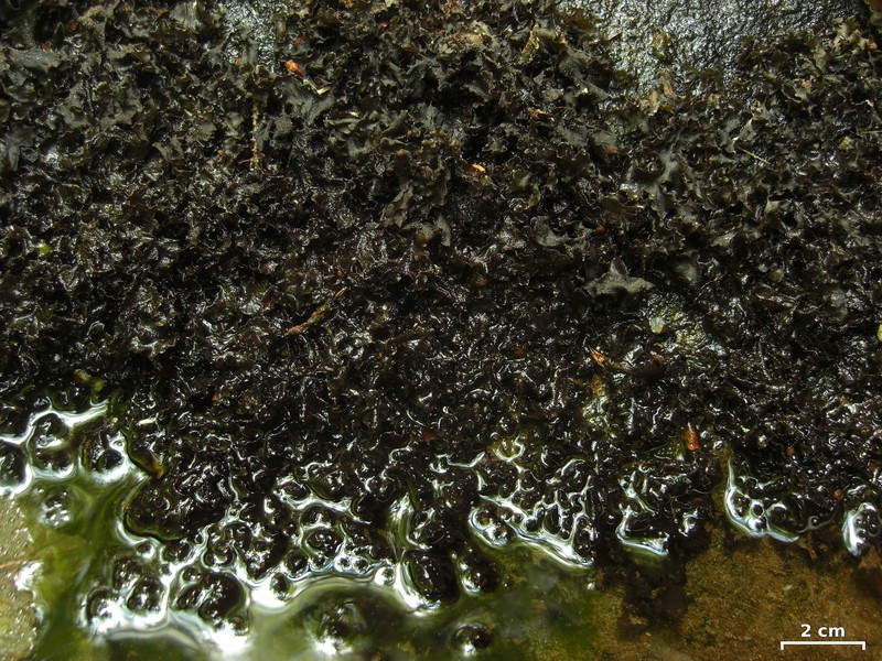Hydrothyria Lichen photo 3