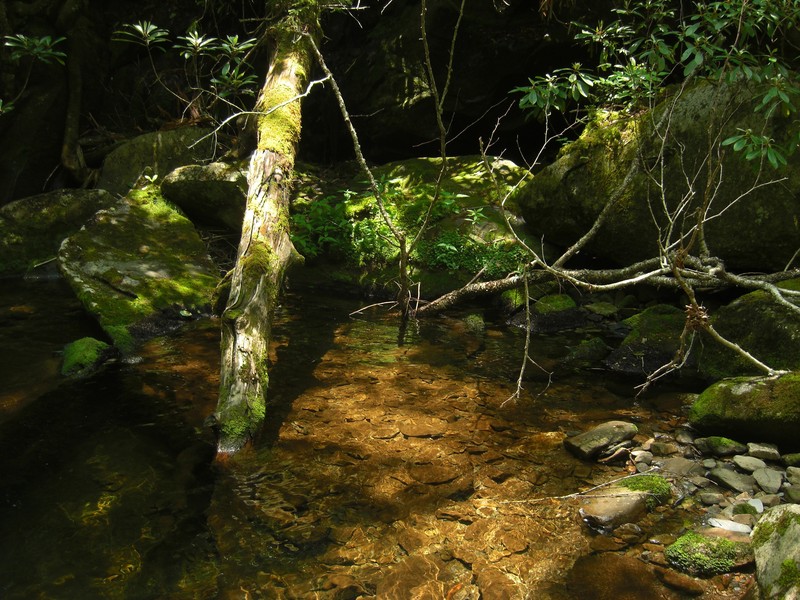 Hydrothyria Lichen photo 4