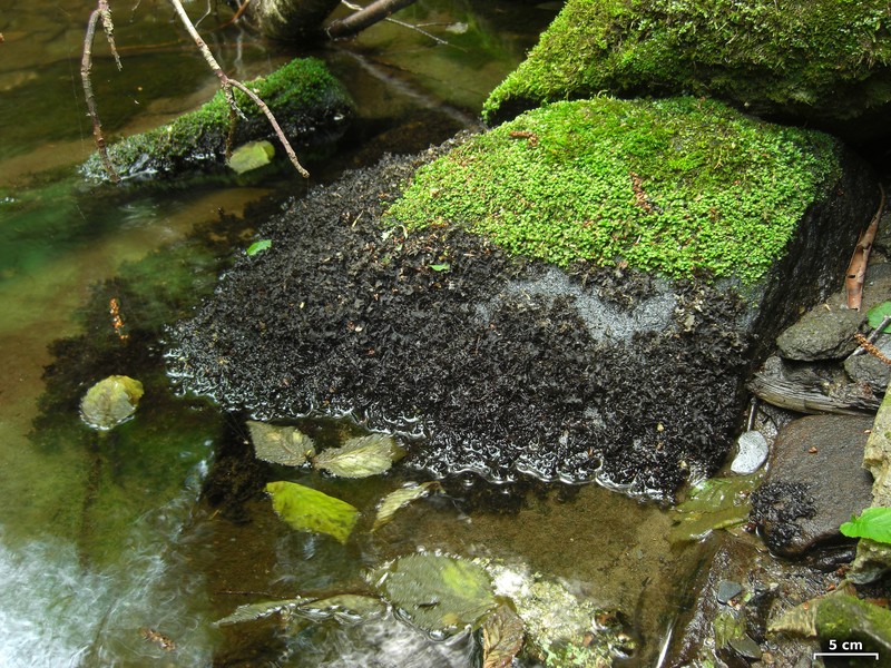 Hydrothyria Lichen photo 5
