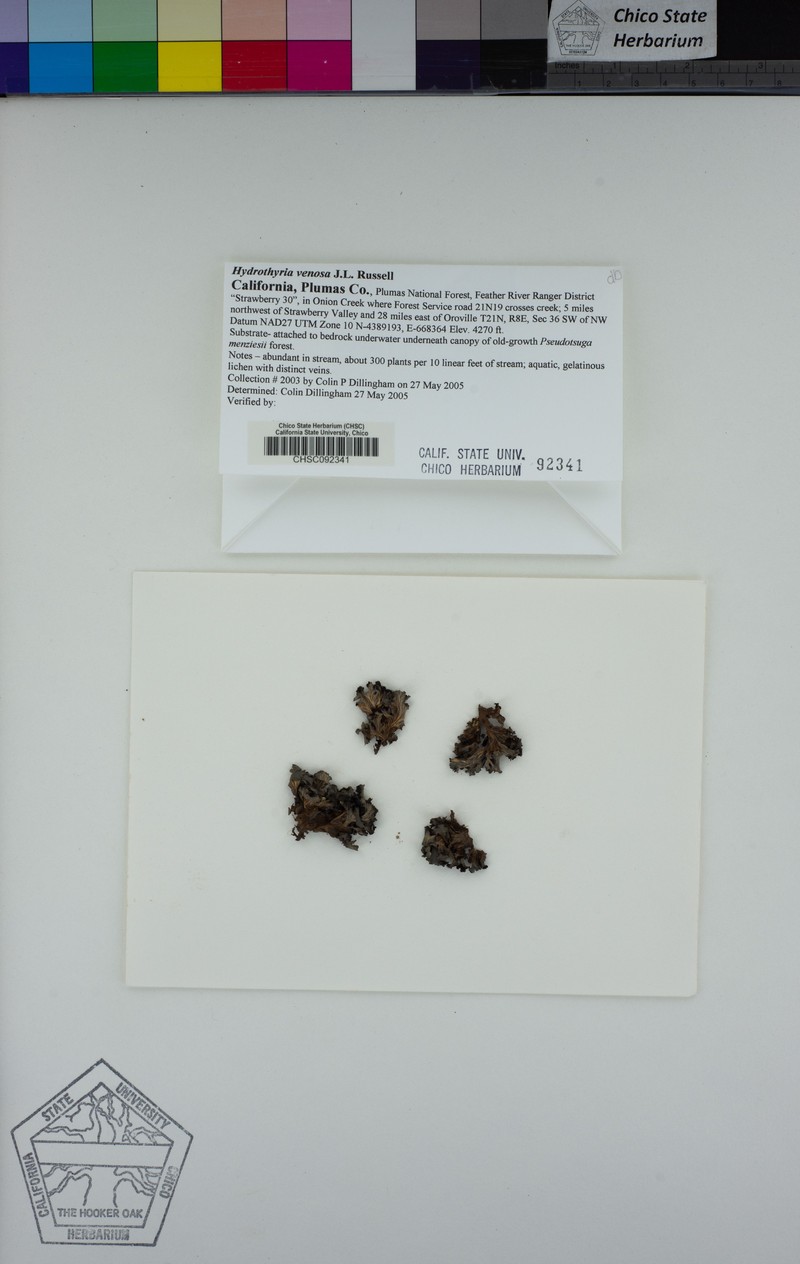 Hydrothyria Lichen photo 6