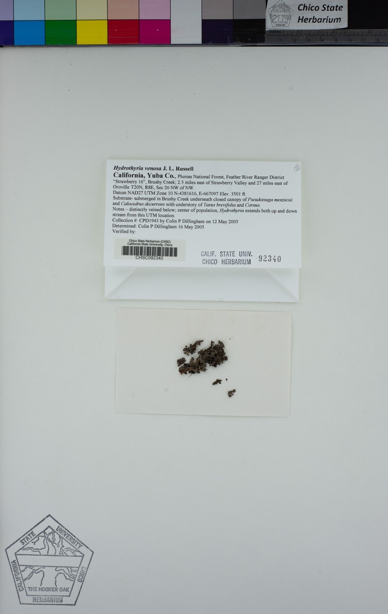 Hydrothyria Lichen photo 7