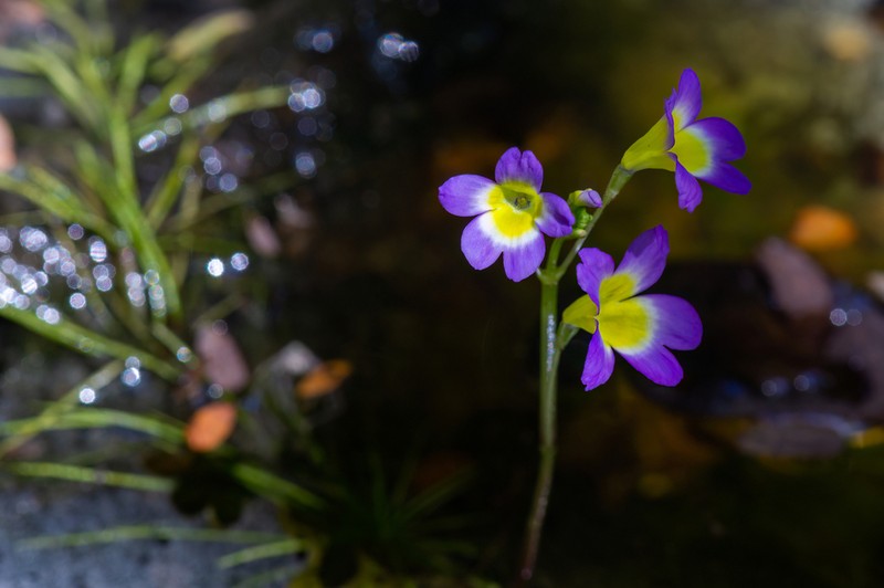 Hydrotriche galiifolia
