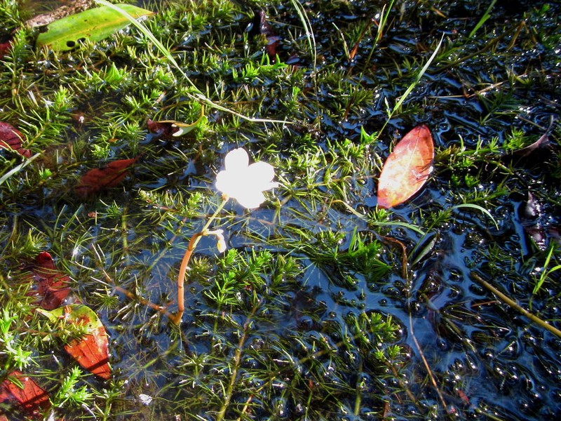Hydrotriche hottoniiflora