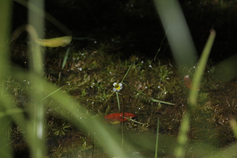 Hydrotriche hottoniiflora photo 2
