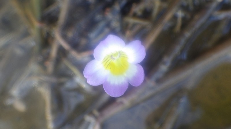 Hydrotriche hottoniiflora photo 3
