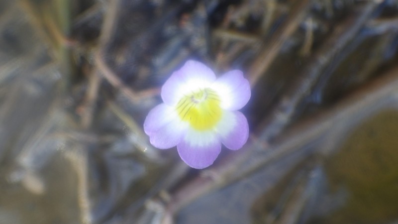 Hydrotriche hottoniiflora photo 4