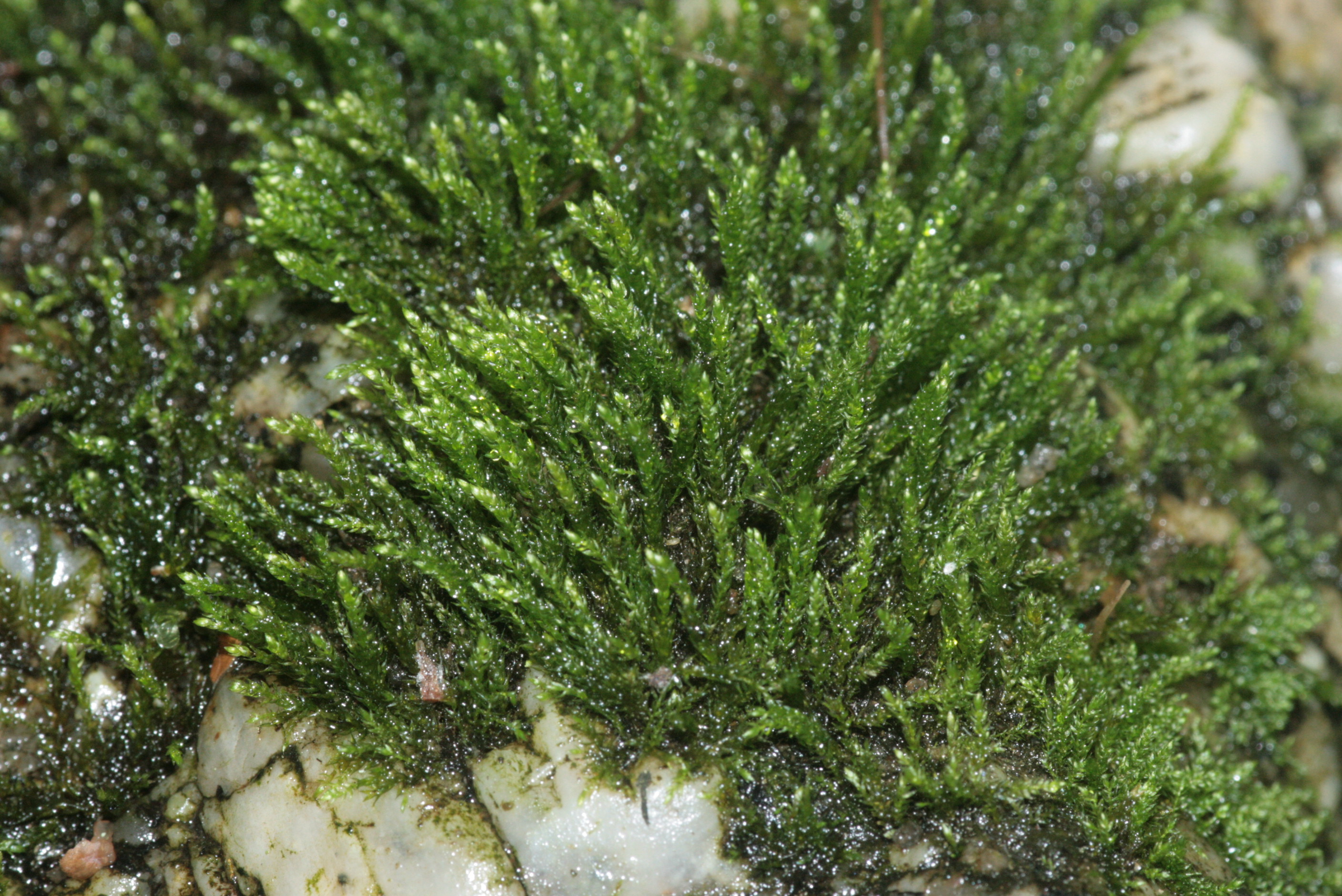 Streamside Hygroamblystegium Moss