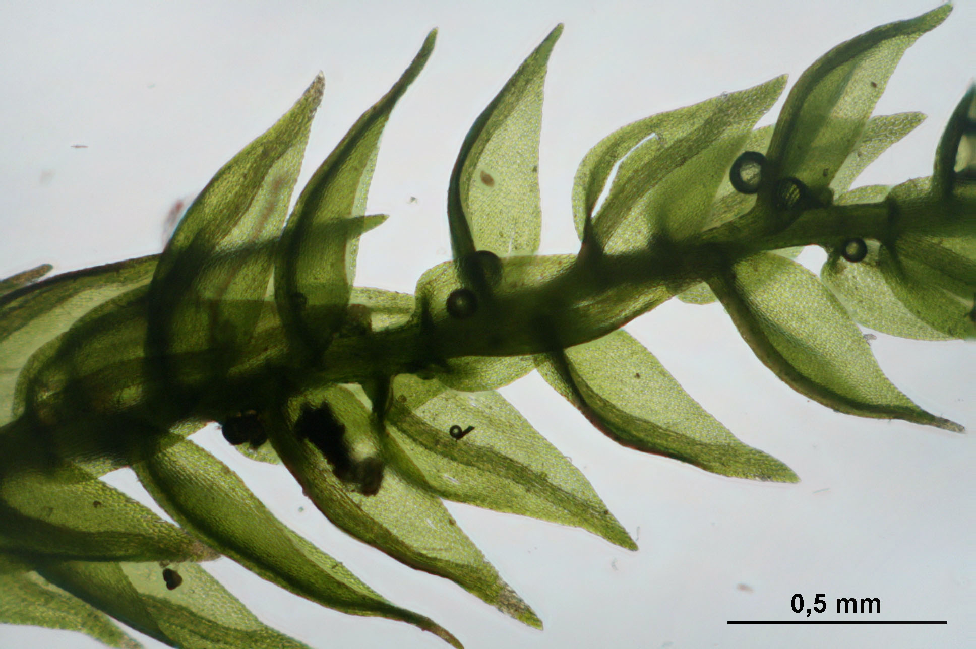 Streamside Hygroamblystegium Moss photo 2