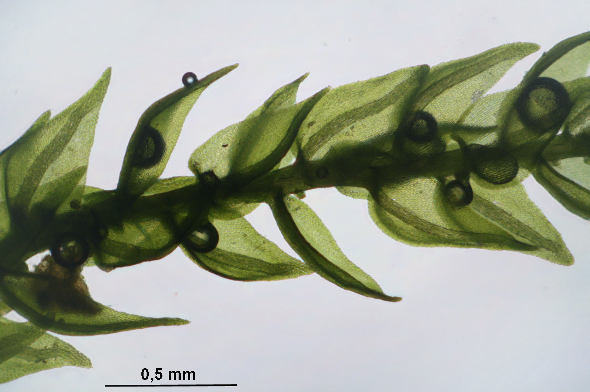 Streamside Hygroamblystegium Moss photo 3