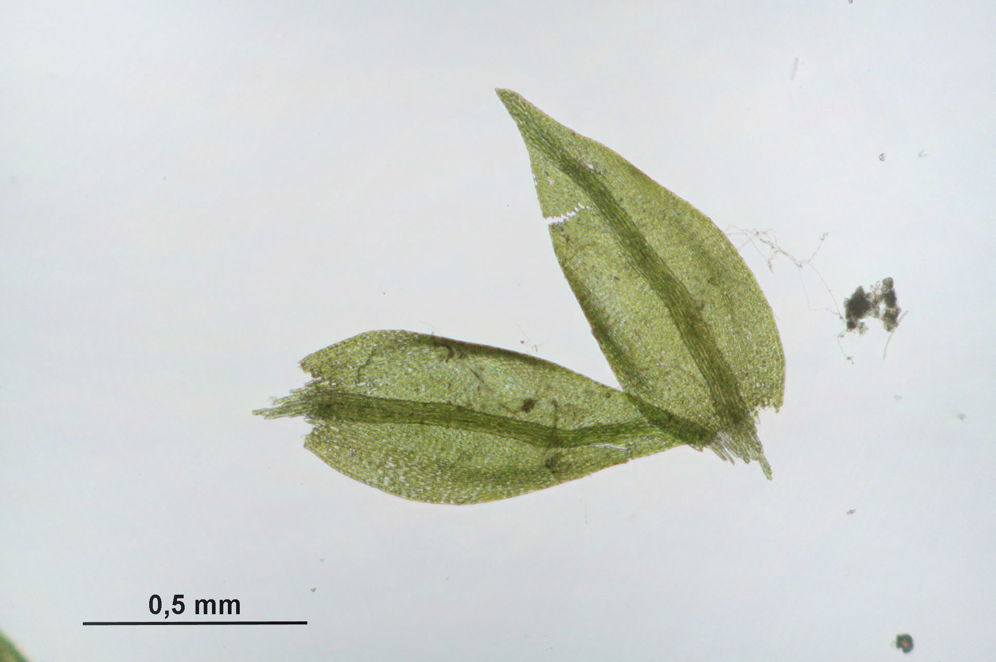 Streamside Hygroamblystegium Moss photo 4