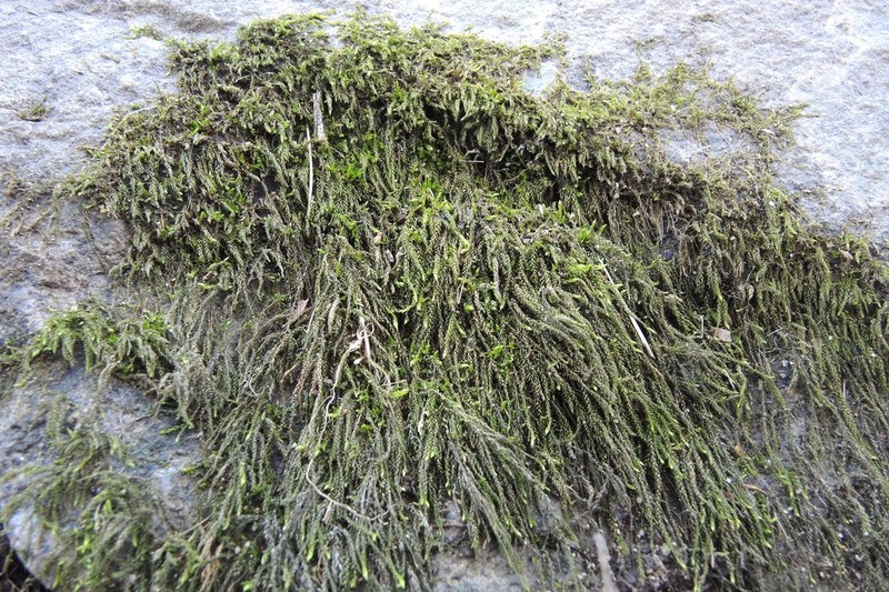 Streamside Hygroamblystegium Moss