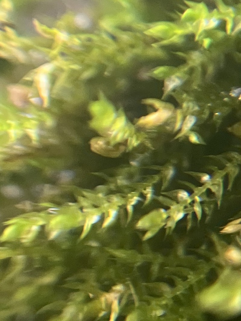 Streamside Hygroamblystegium Moss photo 2