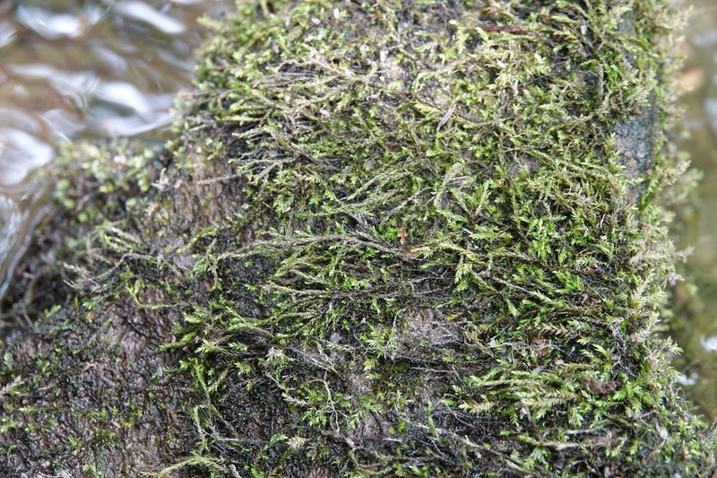 Streamside Hygroamblystegium Moss photo 3