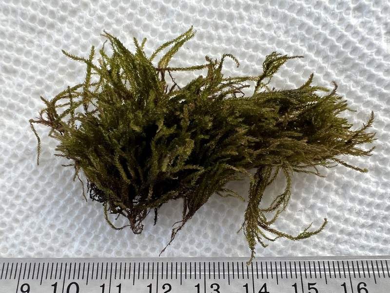 Streamside Hygroamblystegium Moss photo 4