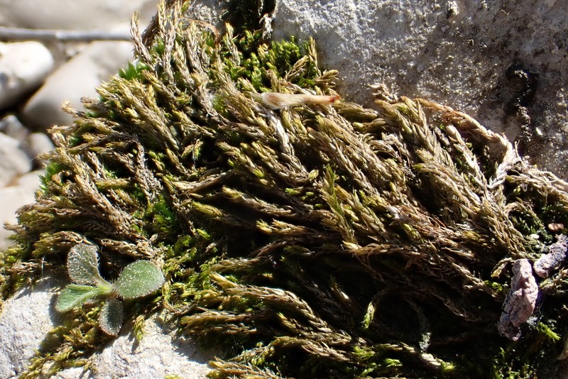 Streamside Hygroamblystegium Moss photo 5