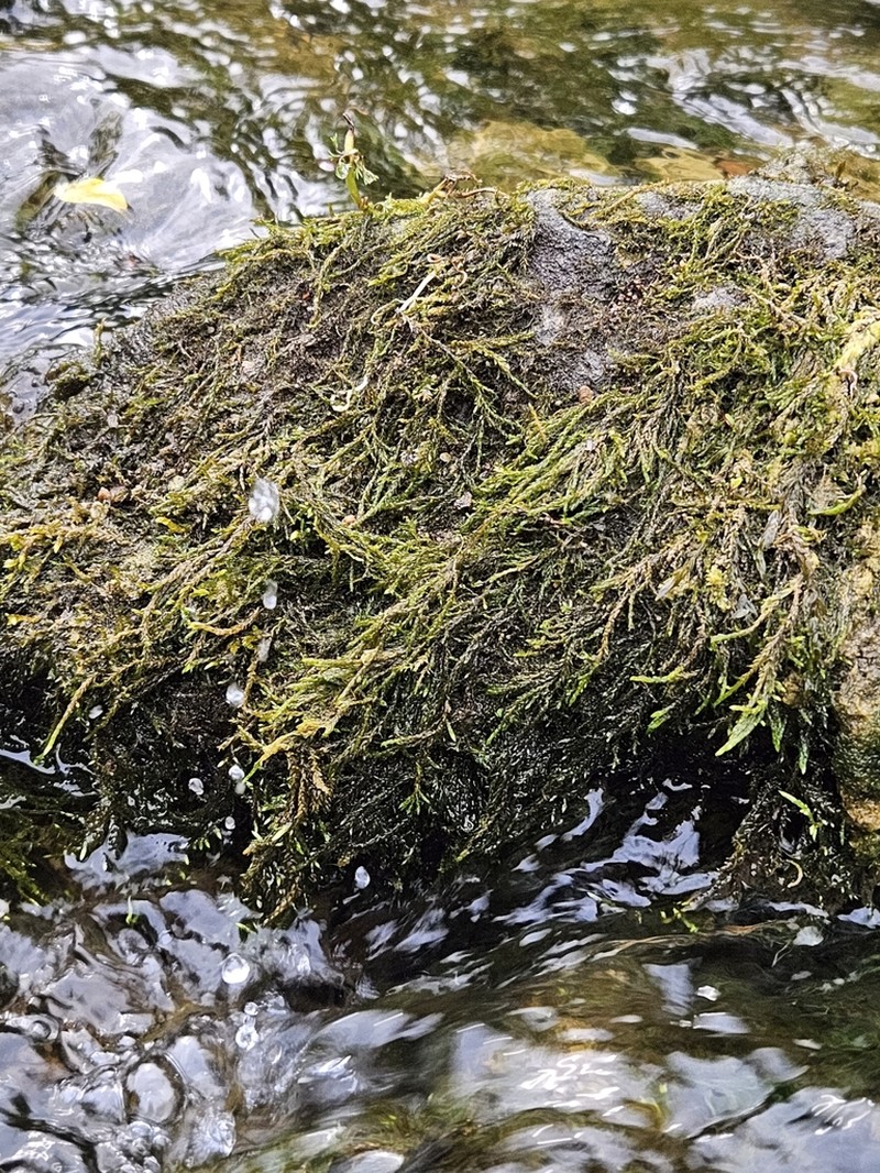 Streamside Hygroamblystegium Moss photo 6