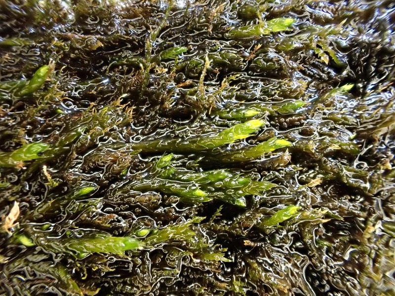 Streamside Hygroamblystegium Moss photo 7
